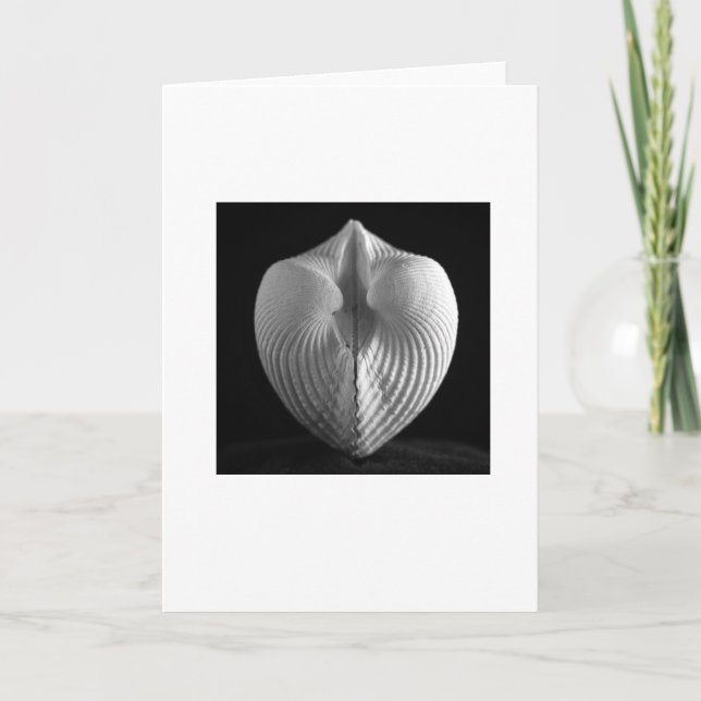 Muschel Karte (Vorderseite)