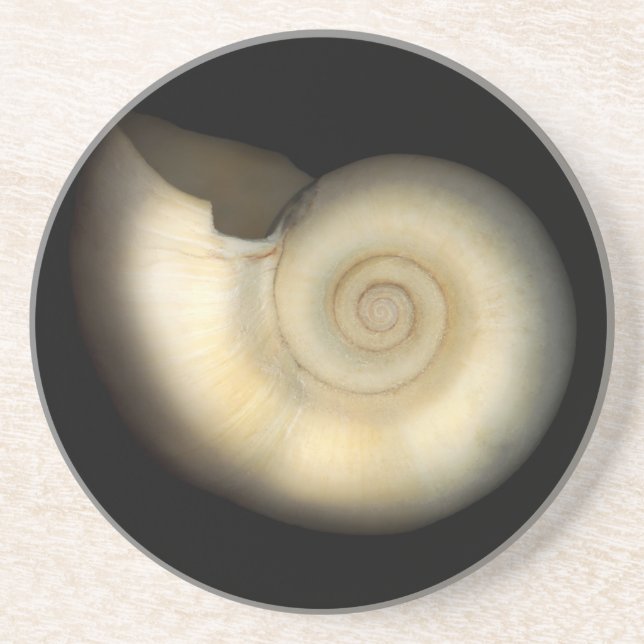 Muschel - Konchologie - Nautilus Getränkeuntersetzer (Vorne)