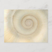 Muschel - Konchologie - Weiße Spirale