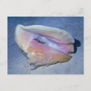 Muschel Königin conch (Strombus gigas) Postkarte