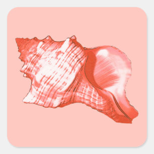 Muschel - Korallen, Muschel rosa und weiß Quadratischer Aufkleber