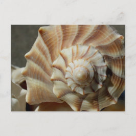 Muschel Lighting Whelk Fotografie Postkarte
