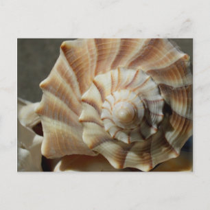 Muschel Lighting Whelk Fotografie Postkarte