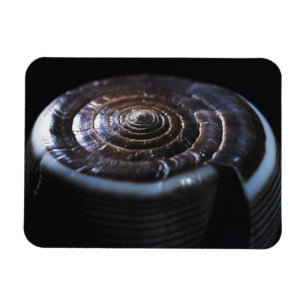 Muschel Magnet