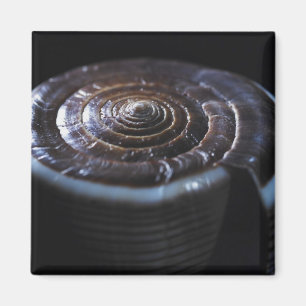 Muschel Magnet