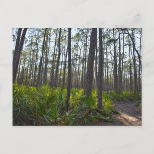 Muschel Mound Park Trail, Dauphin Island, AL Postkarte