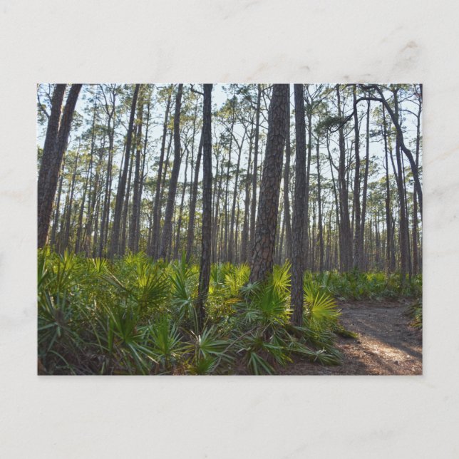 Muschel Mound Park Trail, Dauphin Island, AL Postkarte (Vorderseite)