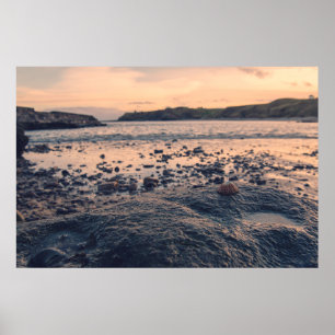 Muschel Nordsee Poster