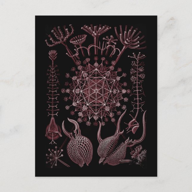 Muschel Phaeodaria Sea - Detail 1879 Postkarte (Vorderseite)