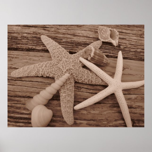 Muschel Poster (Vorne)