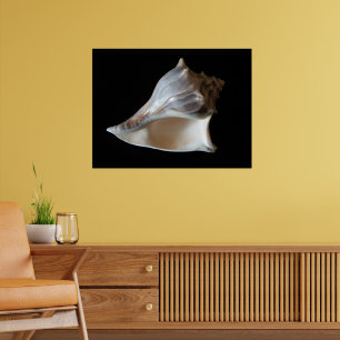 Muschel Poster