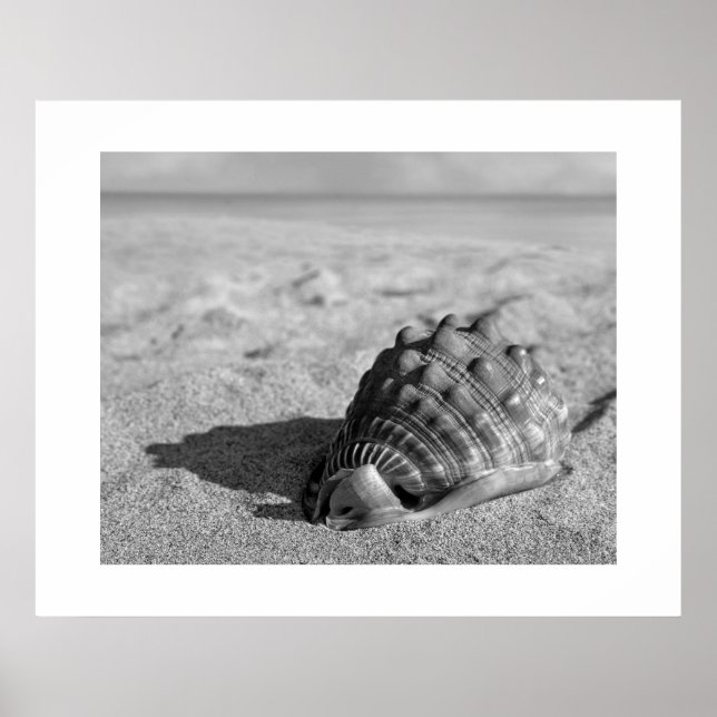 Muschel Poster (Vorne)