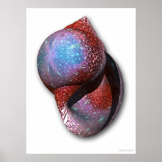 Muschel Poster (Vorne)