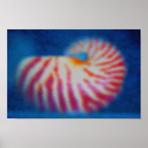 Muschel Poster