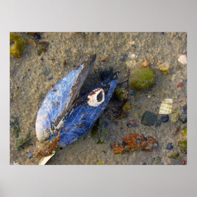 Muschel Poster (Vorne)