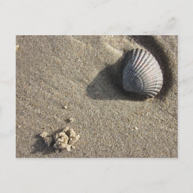 Muschel Postkarte (Vorderseite)