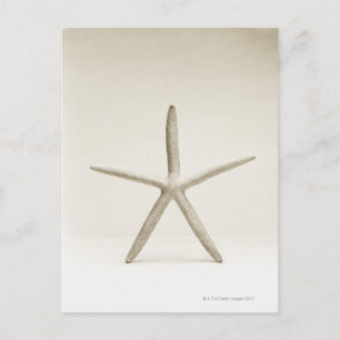 Muschel Postkarte