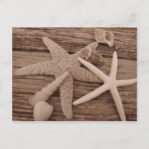 Muschel Postkarte