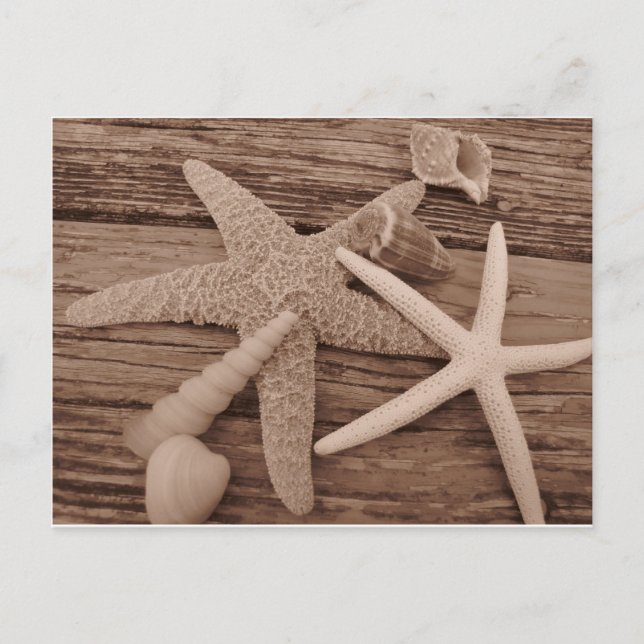 Muschel Postkarte (Vorderseite)
