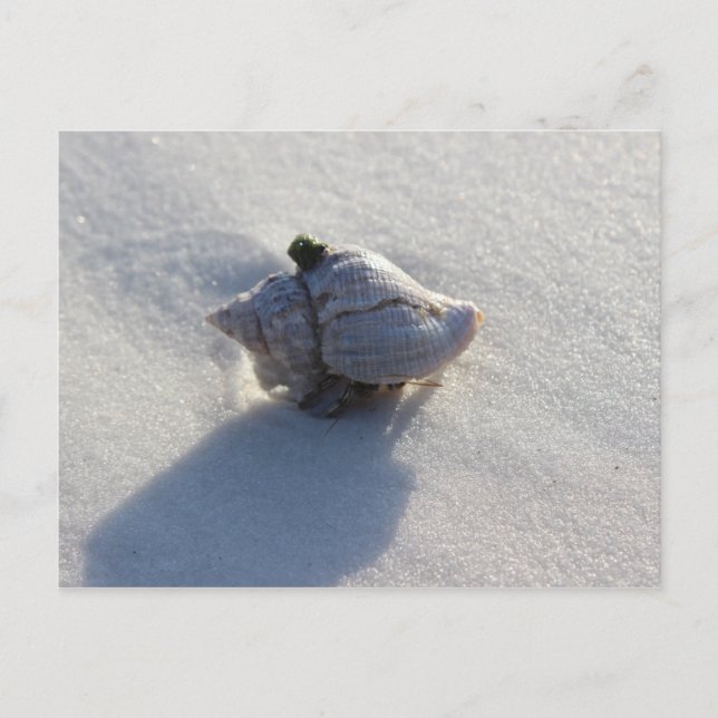 Muschel Postkarte (Vorderseite)