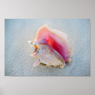 Muschel Queen Conch am Strand von Bahamas Poster