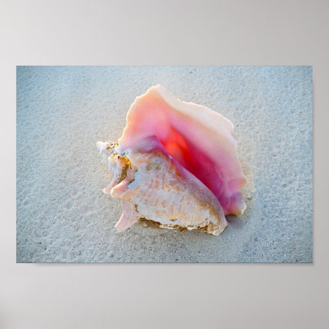 Muschel Queen Conch am Strand von Bahamas Poster (Vorne)