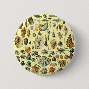 Muschel Schneckenhaus Molluske Klaffmuschel Elegan Button