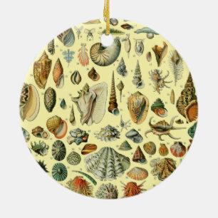 Muschel Schneckenhaus Molluske Klaffmuschel Elegan Keramik Ornament