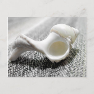 Muschel Schwarz-Weiß-Strand Foto Postkarte