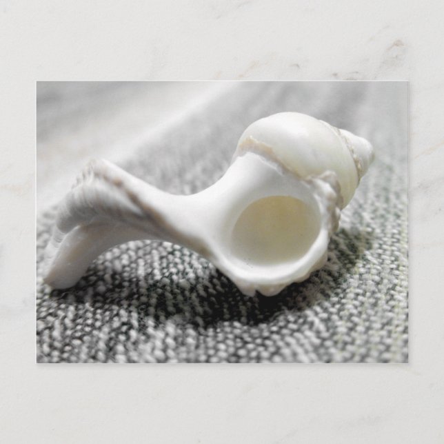 Muschel Schwarz-Weiß-Strand Foto Postkarte (Vorderseite)