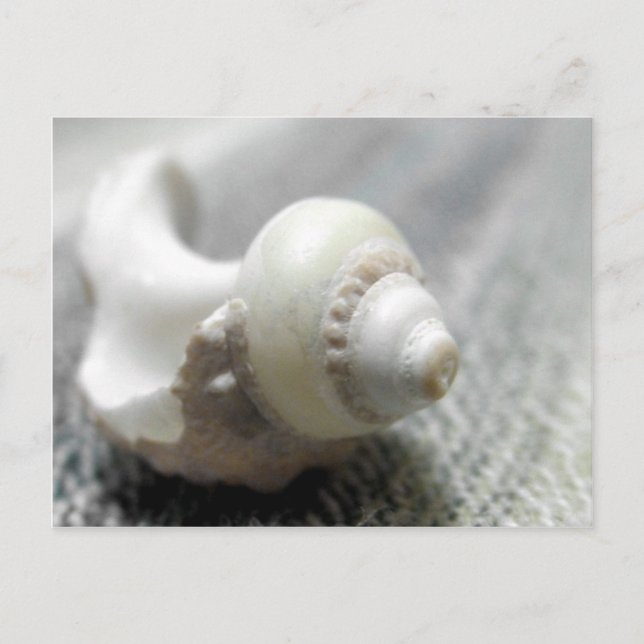 Muschel Schwarz-Weiß-Strand Foto Postkarte (Vorderseite)
