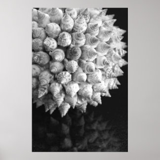Muschel Sphere Poster