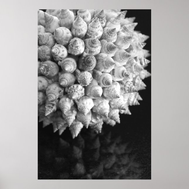 Muschel Sphere Poster (Vorne)