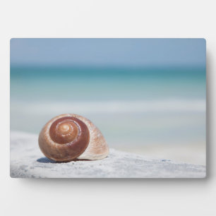 Muschel   St. Petersburg, Florida Fotoplatte