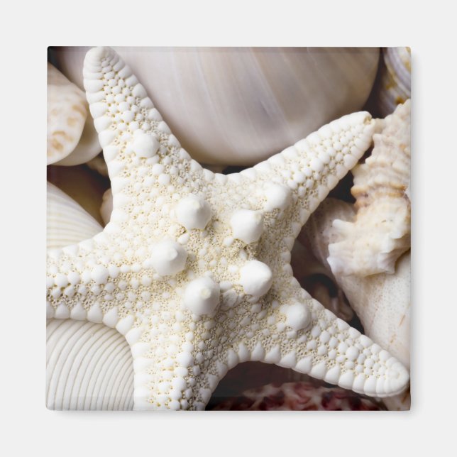 Muschel Starfish Hintergrund - Beach Muscheln Magnet (Vorne)