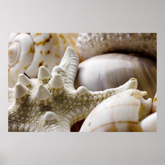 Muschel Starfish Hintergrund - Beach Muscheln Poster (Vorne)