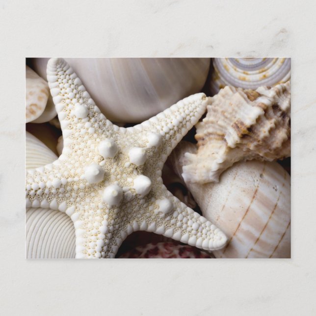 Muschel Starfish Hintergrund - Beach Muscheln Postkarte (Vorderseite)