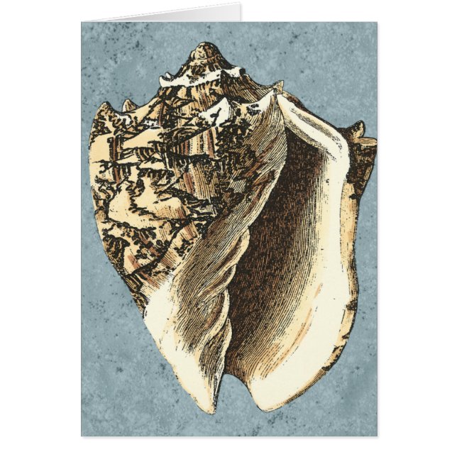 Muschel Stonewash Conch (Vorne)