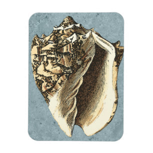 Muschel Stonewash Conch Magnet
