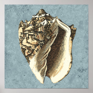 Muschel Stonewash Conch Poster
