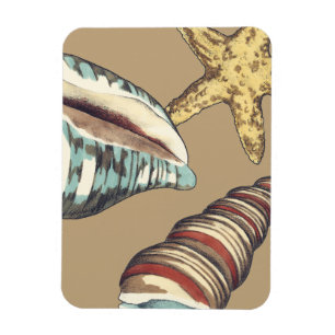 Muschel-Trio auf kakifarbigem Magnet