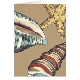 Muschel Trio über Khaki