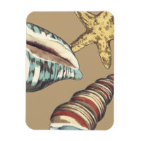 Muschel Trio über Khaki