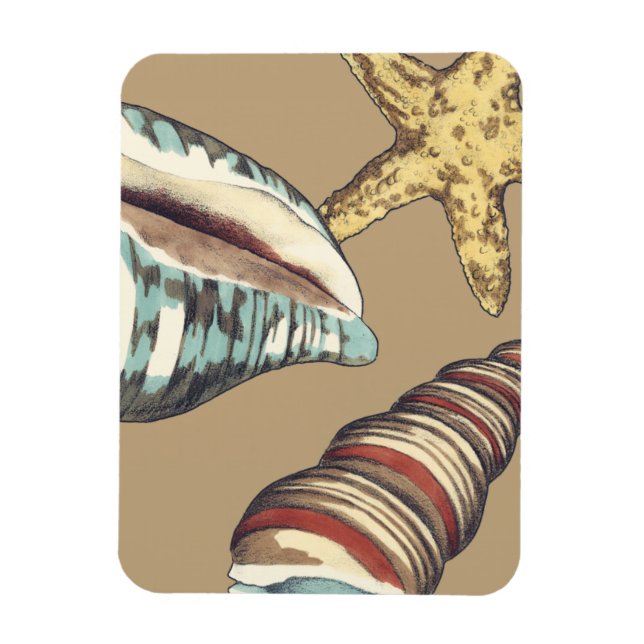 Muschel Trio über Khaki Magnet (Vertikal)