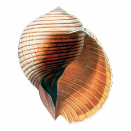 Muschel Vintag Fotoskulptur Magnet