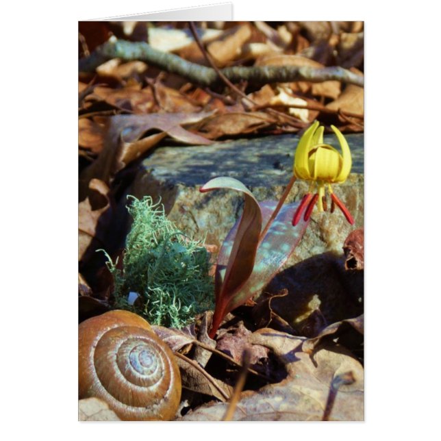 Muschel von Gelben und Pflaumen (Vorne)