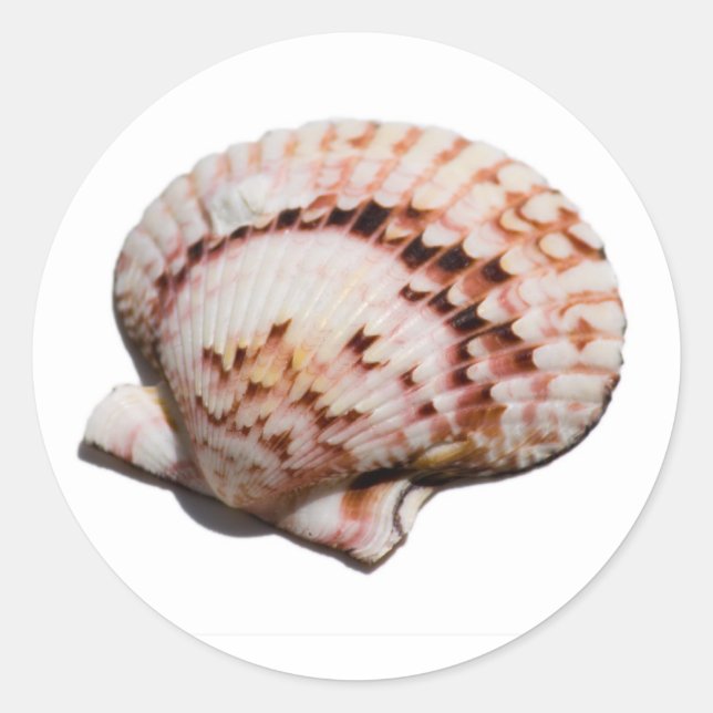Muschelaufkleber Runder Aufkleber (Vorderseite)