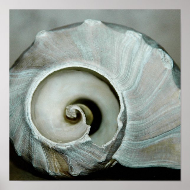 Muscheldruck Poster (Vorne)