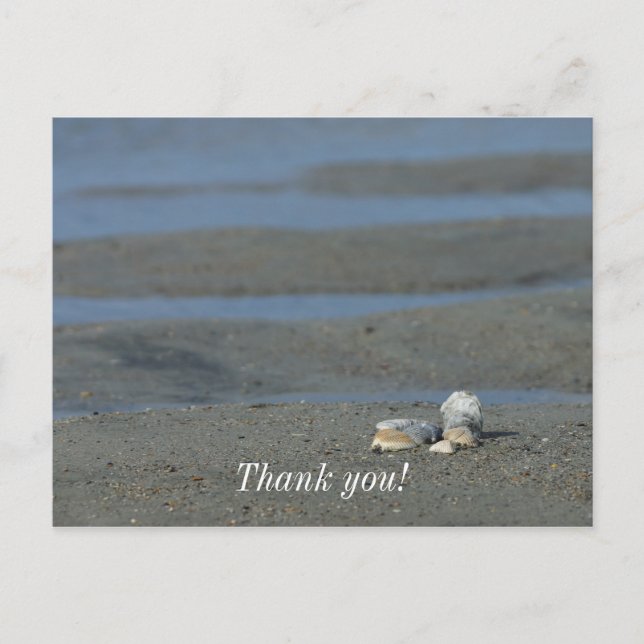 Muschelhaufen Postkarte (Vorderseite)