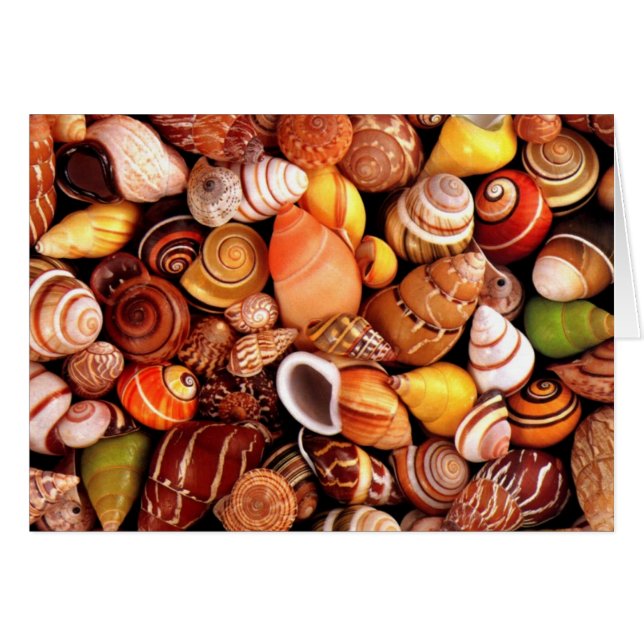 Muscheln (Vorderseite (Horizontal))